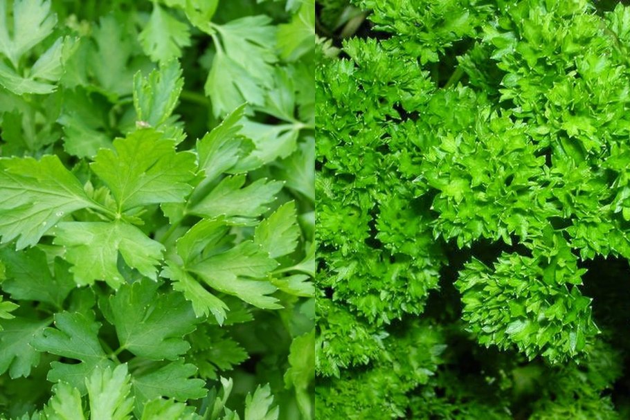 Петрушка Сева