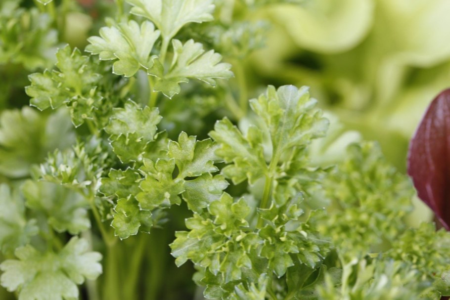 Петрушка курчаволистная Астра (460шт) дом семян