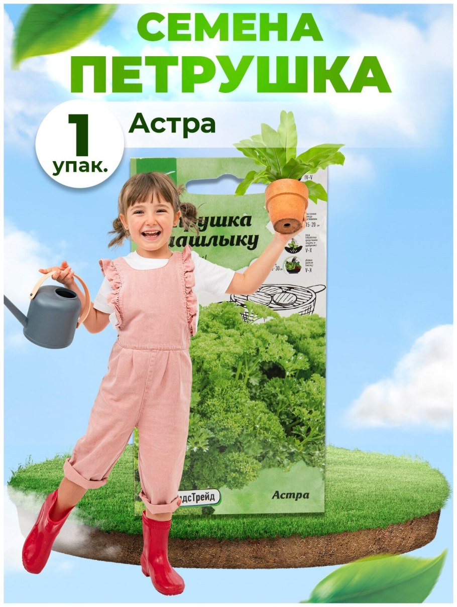 Петрушка кудрявая на грядке
