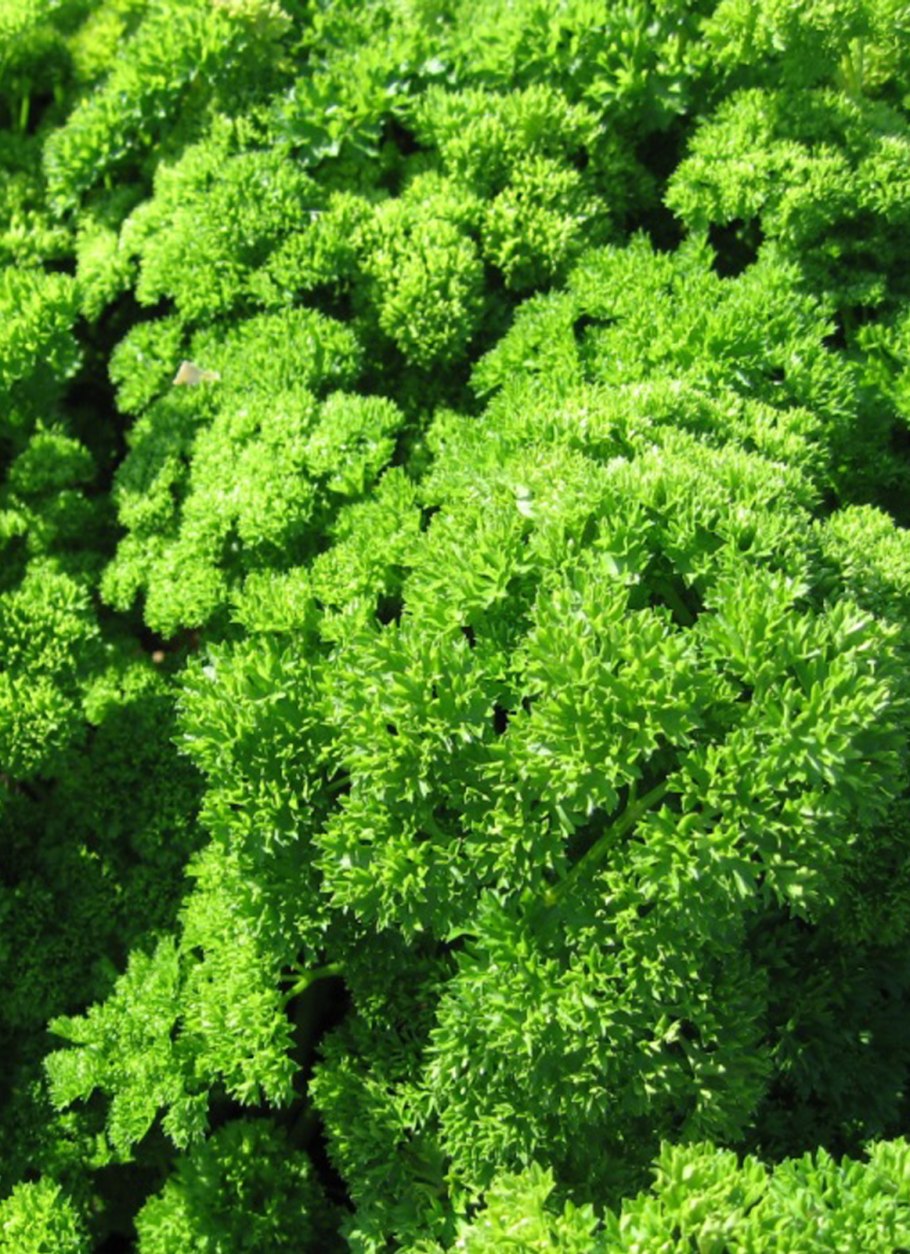 Петрушки или петрушку принес