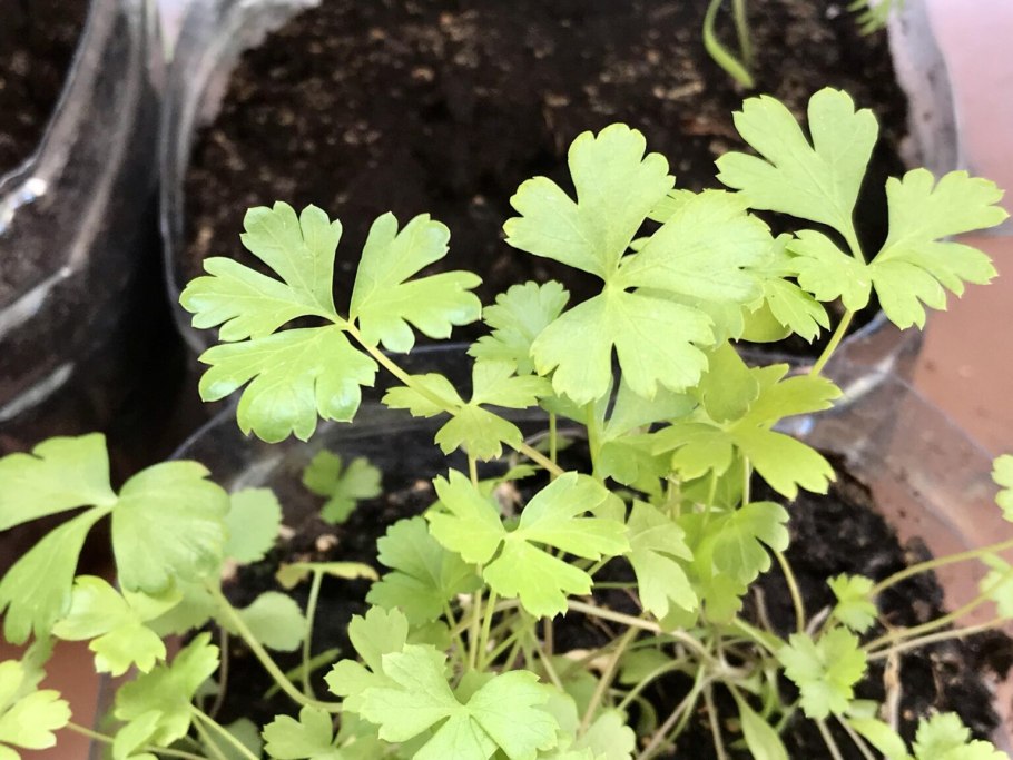 Сорт петрушки Астра