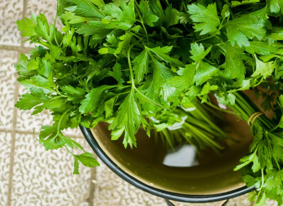 Петрушка курчавая