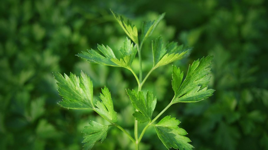 Петрушка курчавая запрещена