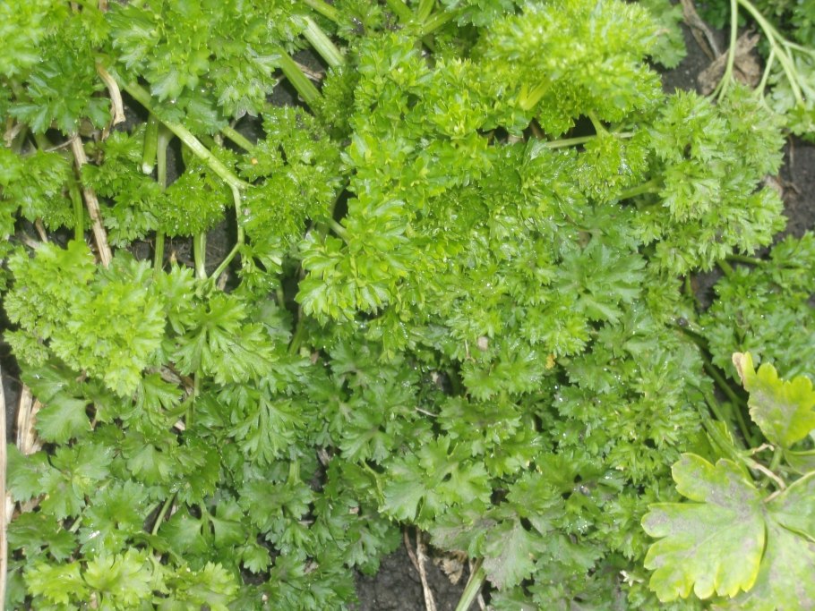 Петрушка листовая Ажур