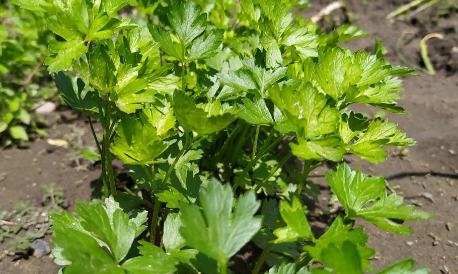 Петрушка Кучерявец