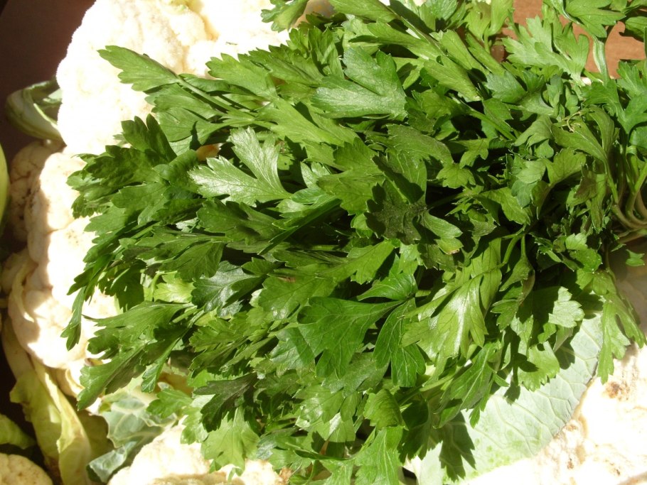 Петрушка многолетняя