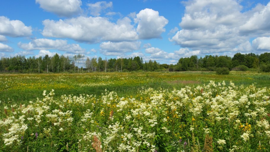 Козлятник Дальневосточный