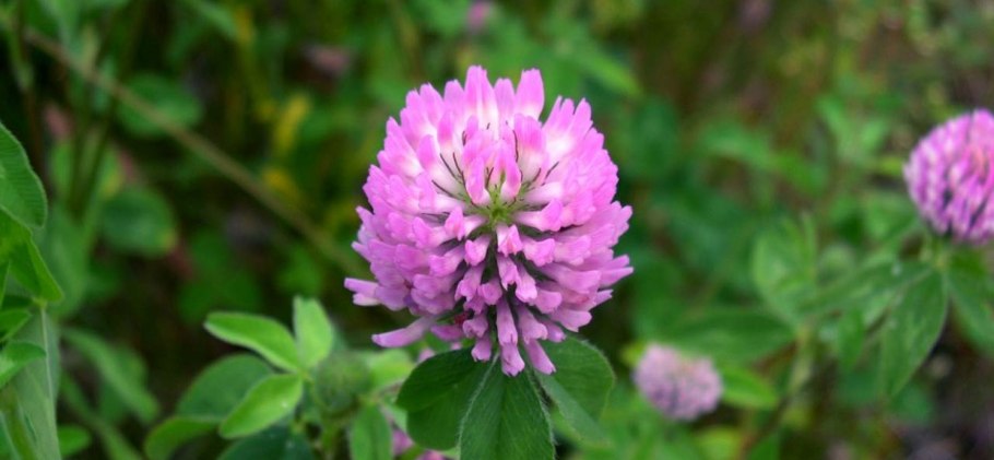 Основные зерновые культуры