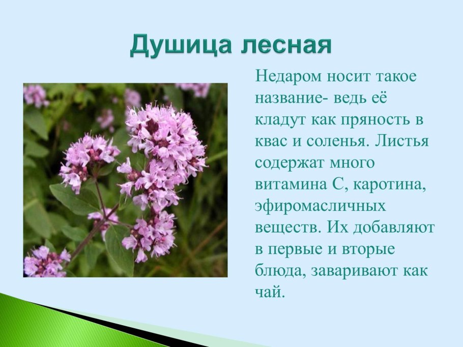 Лекарственные растения для дошкольников