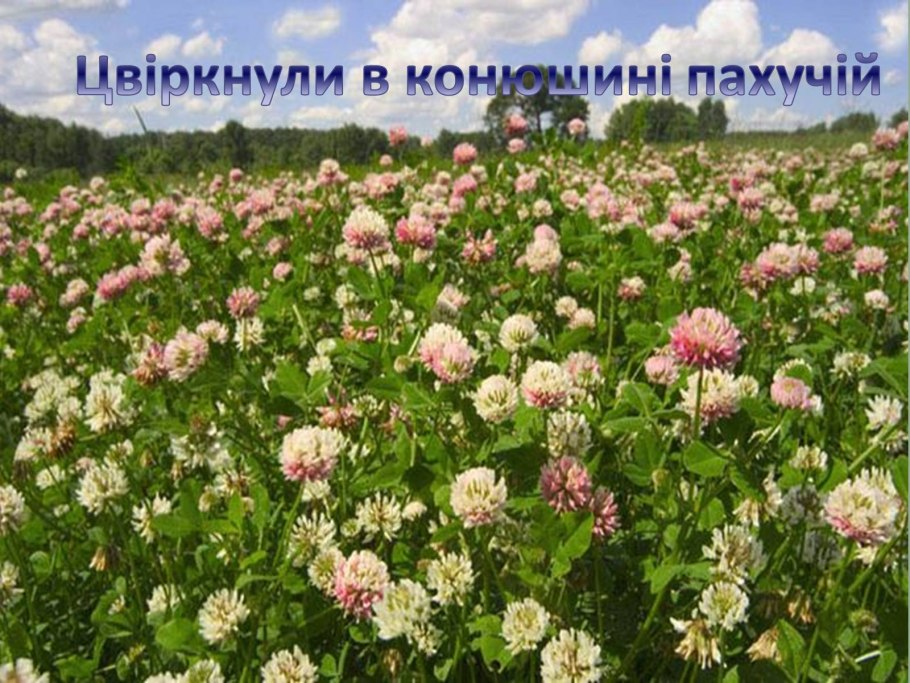 Клевер медонос