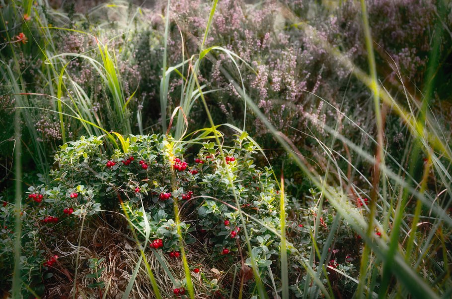 Medicago Sativa – Alfalfa