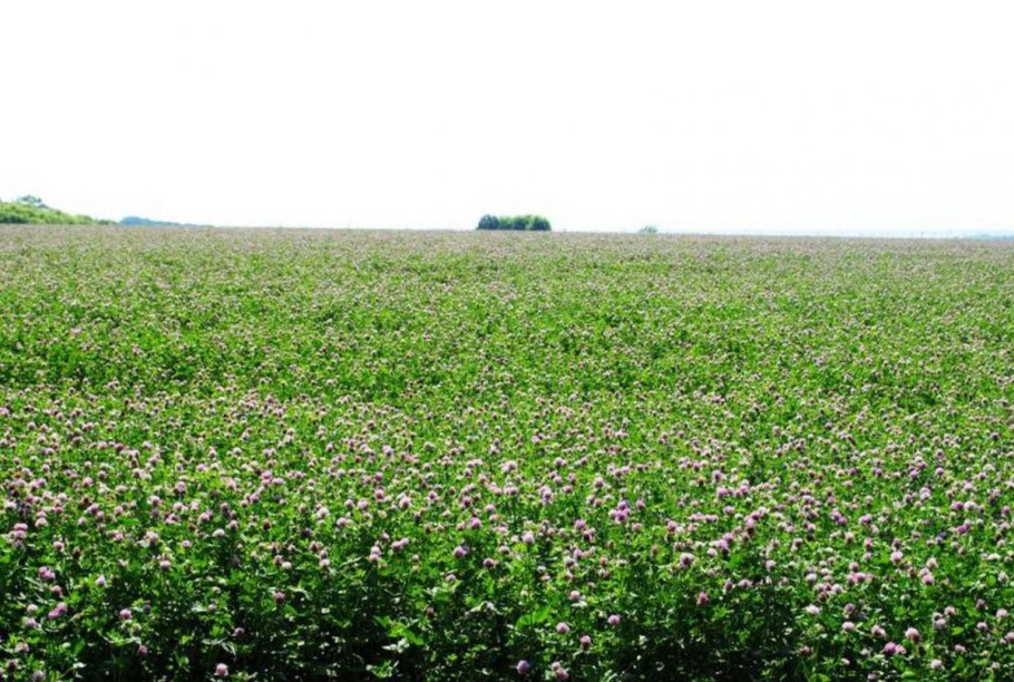 Шалфей Луговой медонос