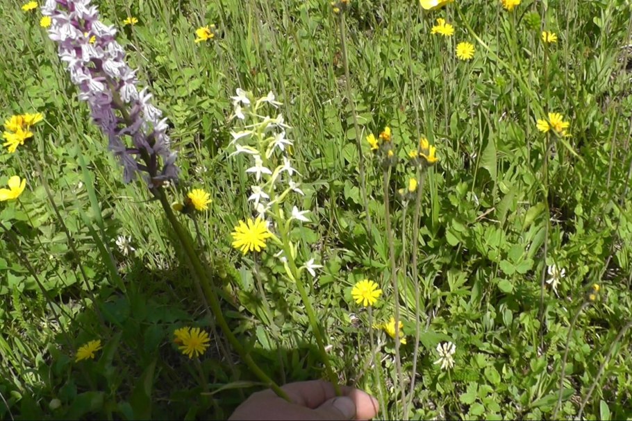 Вика посевная гербарий