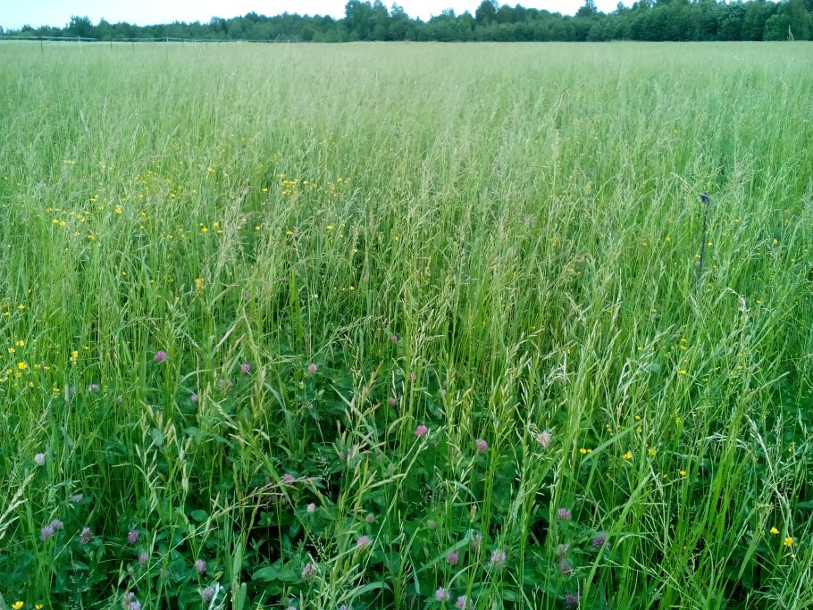 Клевер красный (Trifolium Rubens)