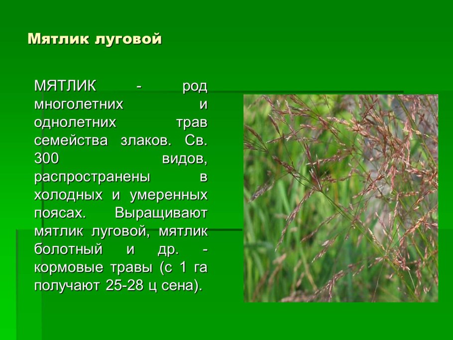 Овёс злаковое растение