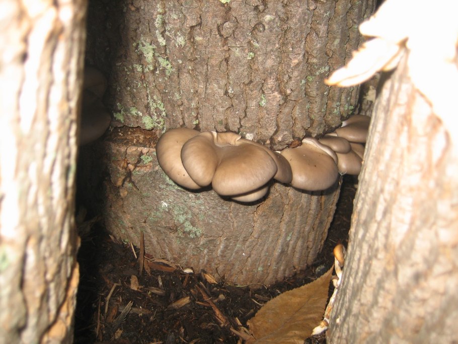 Мицелий грибов в упаковке