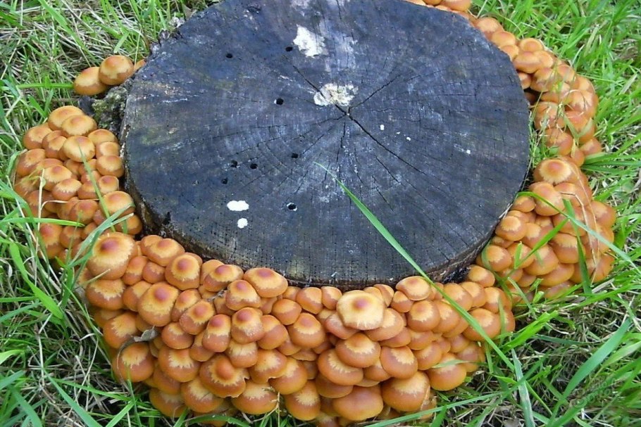 Грибы на участке