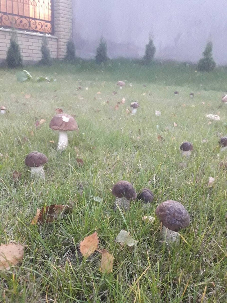 Белые грибы на участке