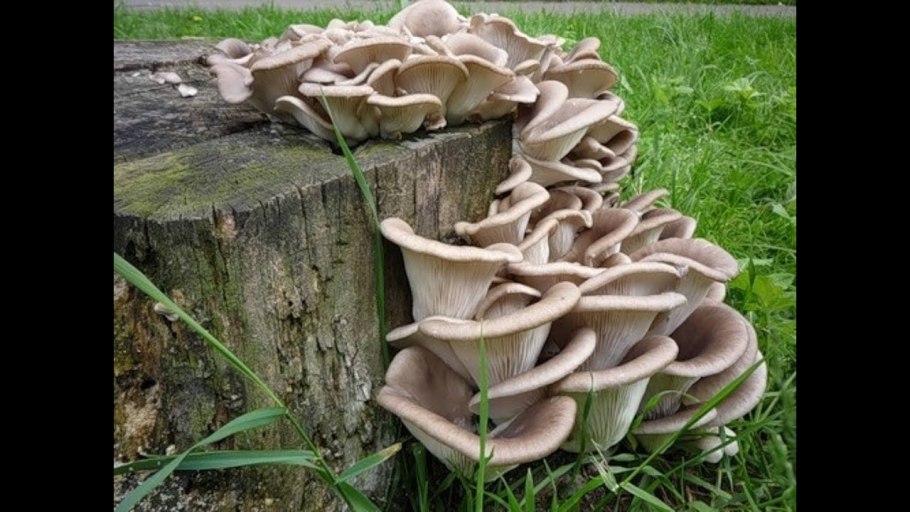 Вешенка Королевская на пнях