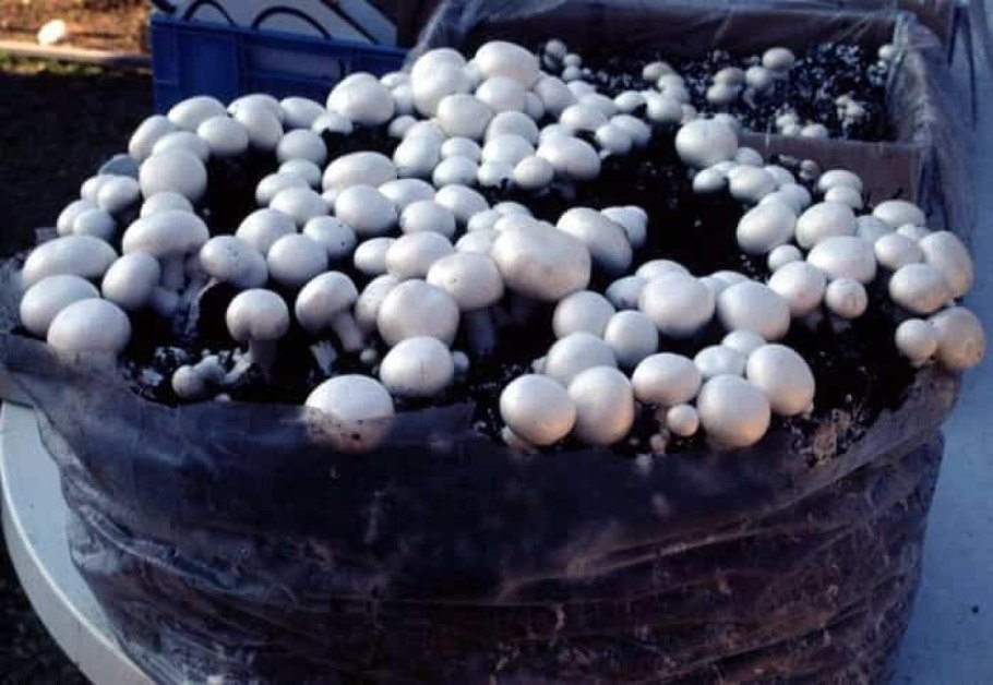 Гриб который растёт на пеньке