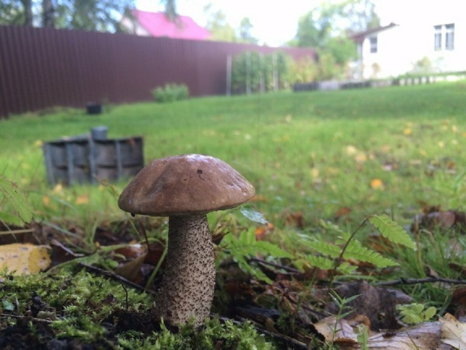 Грибы на участке