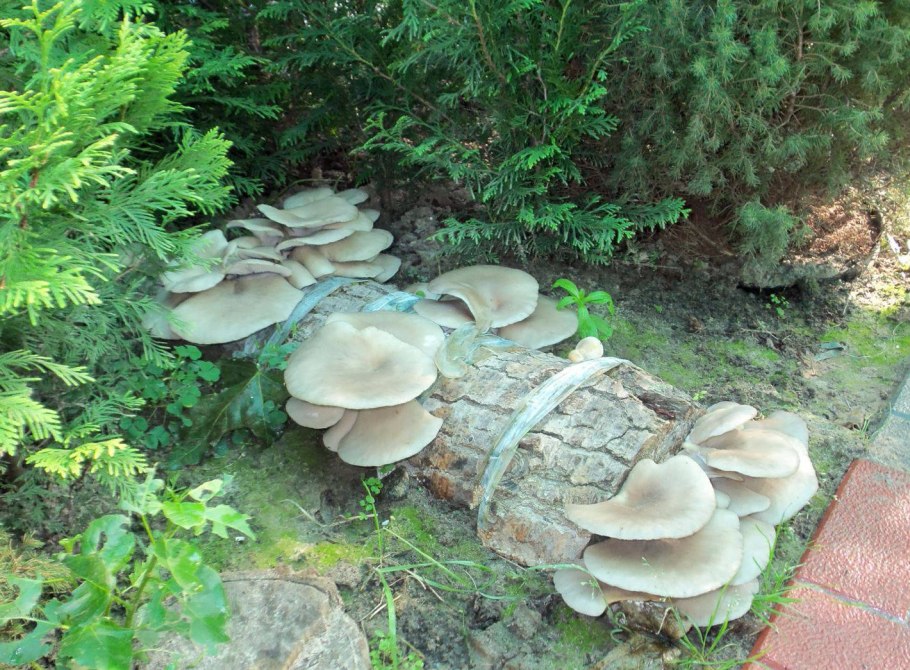 Грибы на грядке