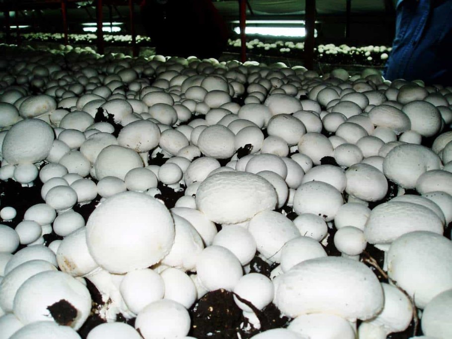 Грибница шампиньонов