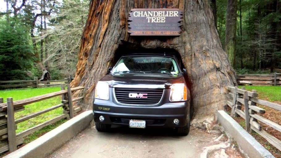 Секвойя дерево леса