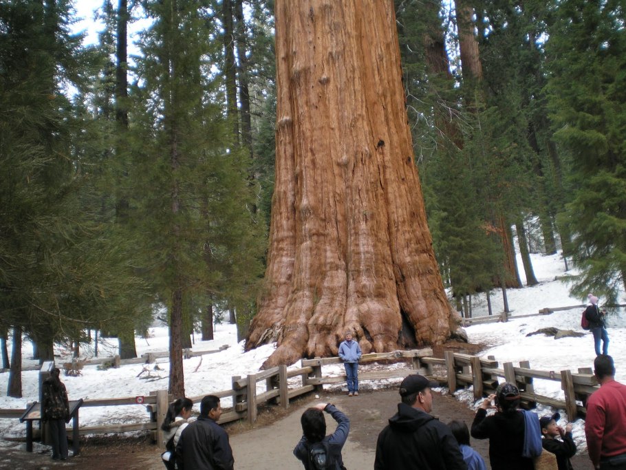 Секвойя в Сочи