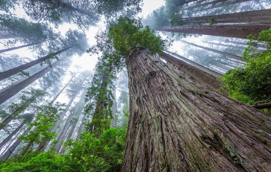 Секвойя вечнозелёная Sequoia sempervirens