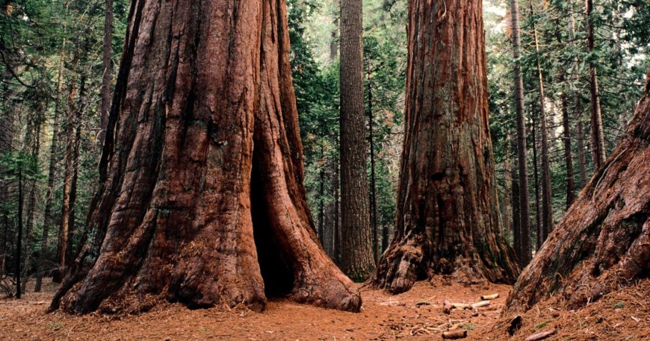 Национальный парк Секвойя альпинисты