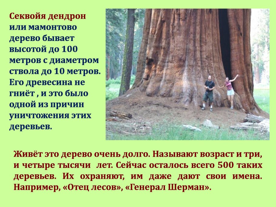 Секвойя презентация