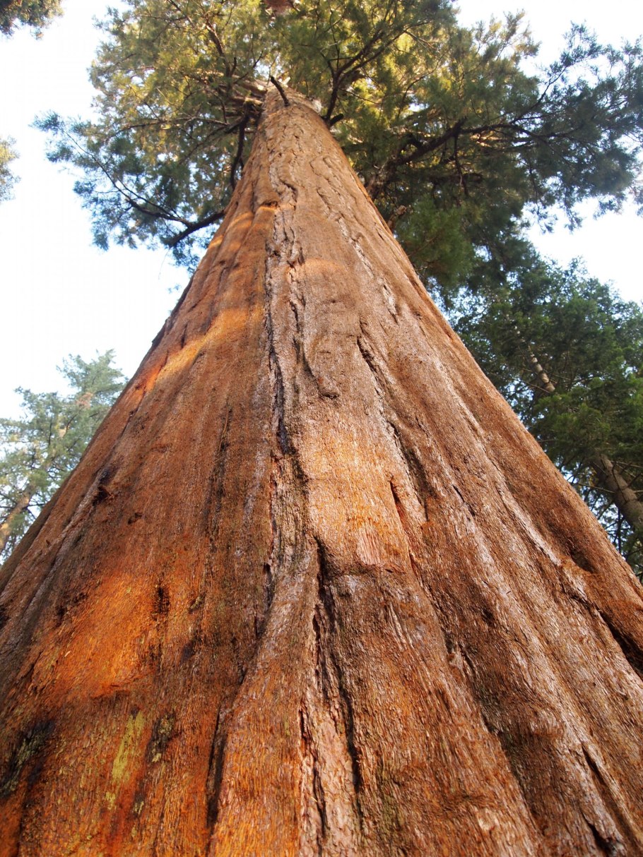 Мамонтовое дерево генерал Шерман