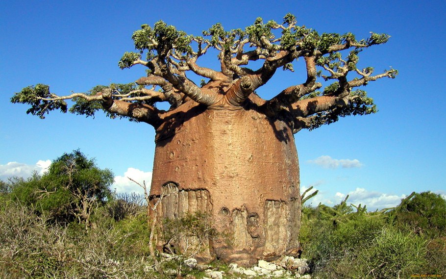 Секвойя и красное дерево
