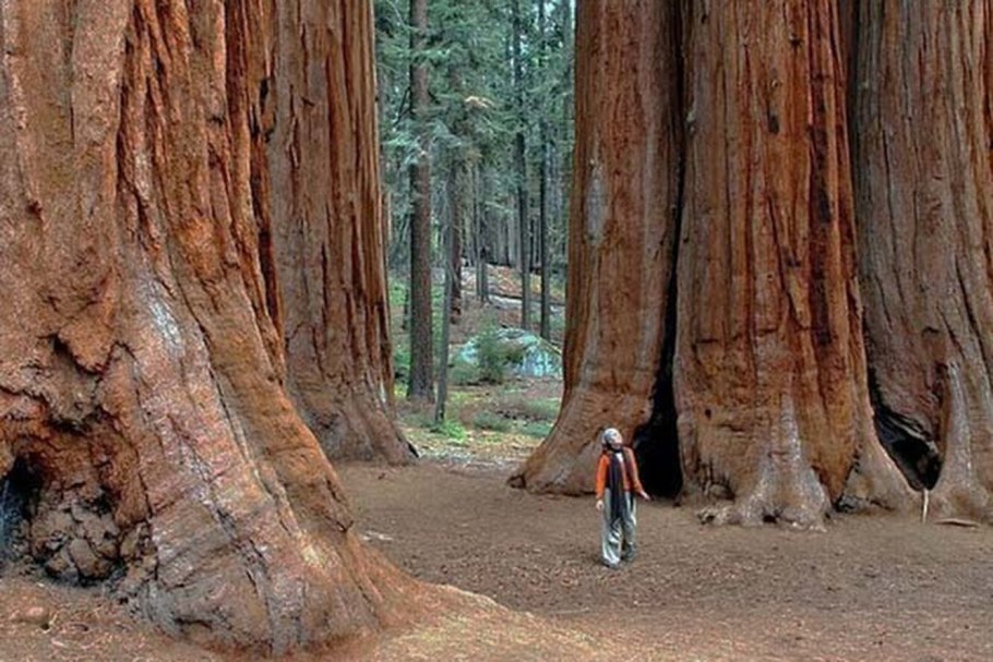 Капитан Шерман дерево