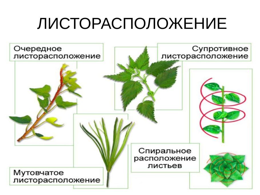 Жилкование листьев папоротника