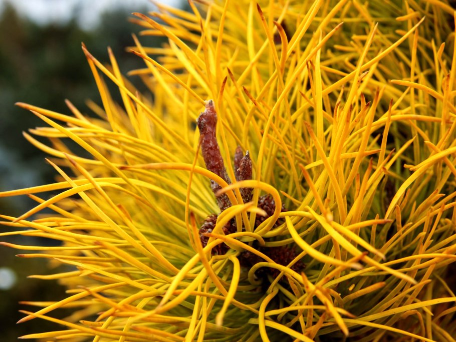 Pinus Sylvestris 'Albyns'