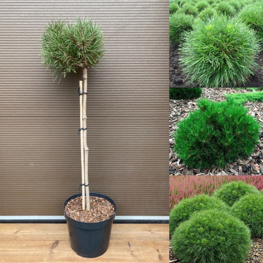 Pinus Sylvestris 'Albyns'