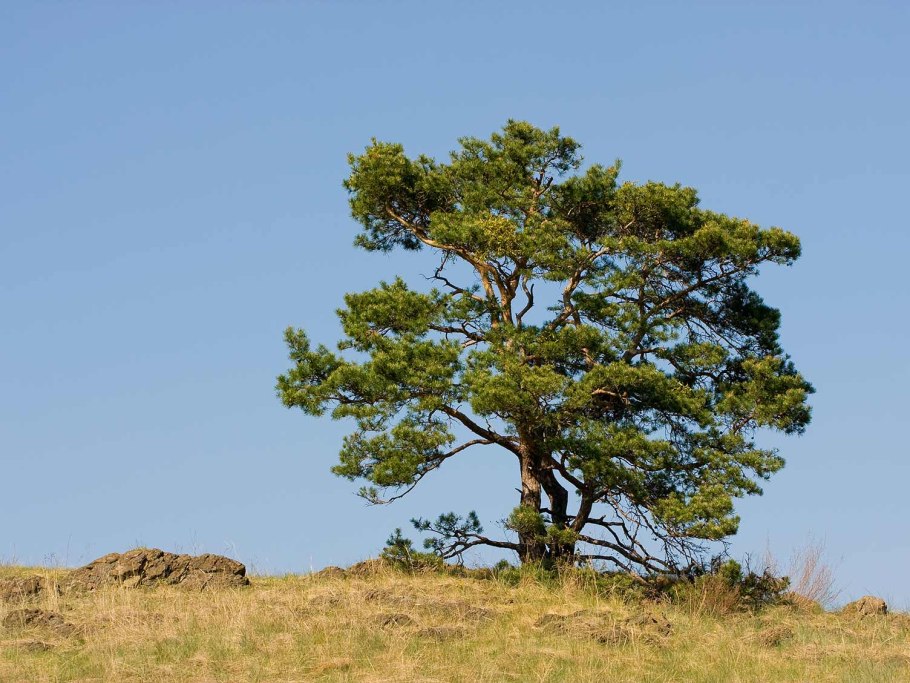 Pinus Sylvestris beuvronensis