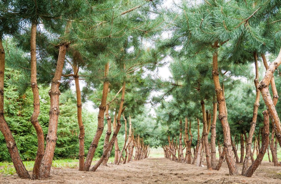 Pinus Sylvestris (сосна обыкновенная) 'Watereri'
