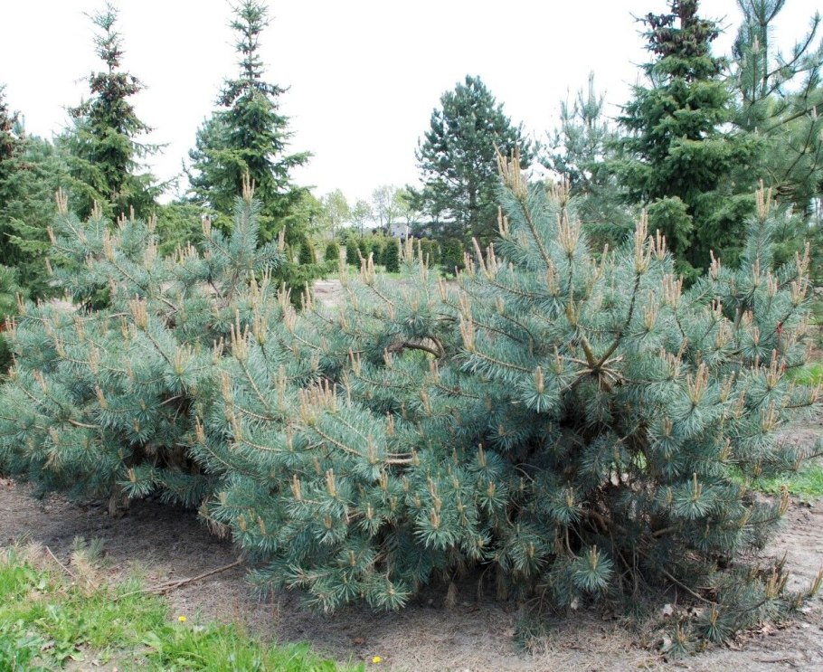 Пиломатериалы позиции 4407 Pinus Sylvestris