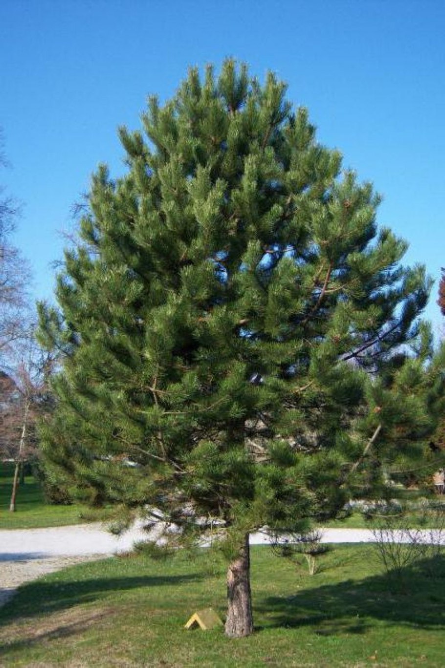 Сосна Горная Винтер Голд (Pinus mugo Winter Gold)
