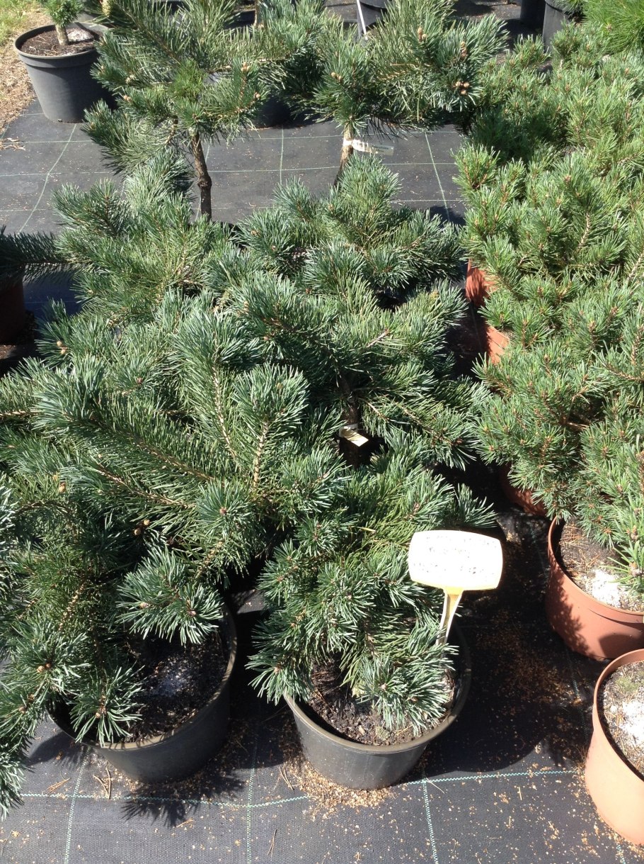 Pinus Sylvestris Gold Medal
