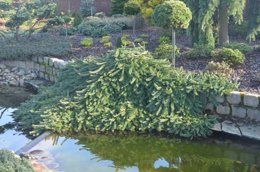 Scotch Type Trees