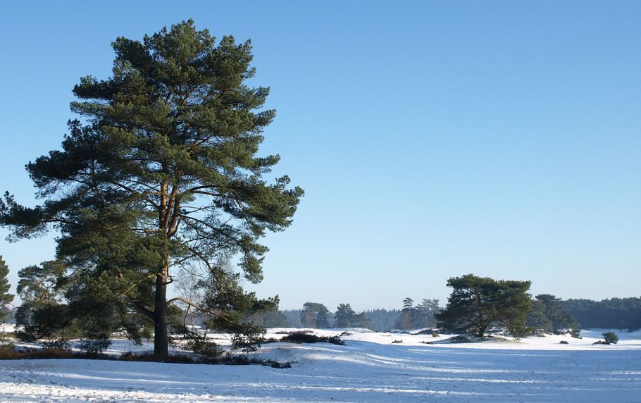 Pinus Sylvestris сосна Лесная
