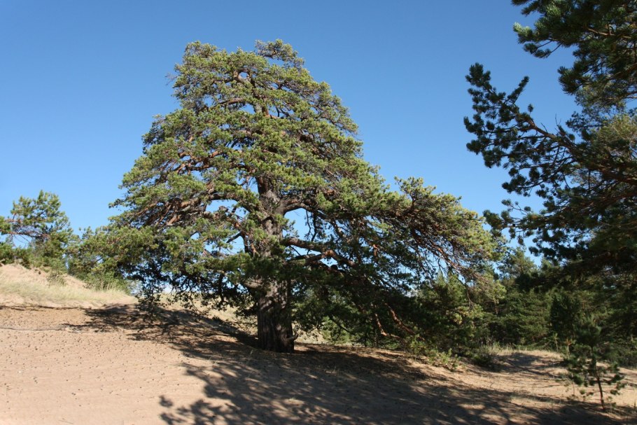 Pinus Sylvestris рисунок