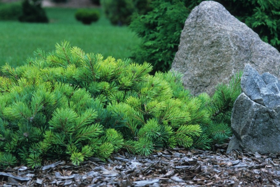 Pinus Sylvestris beuvronensis