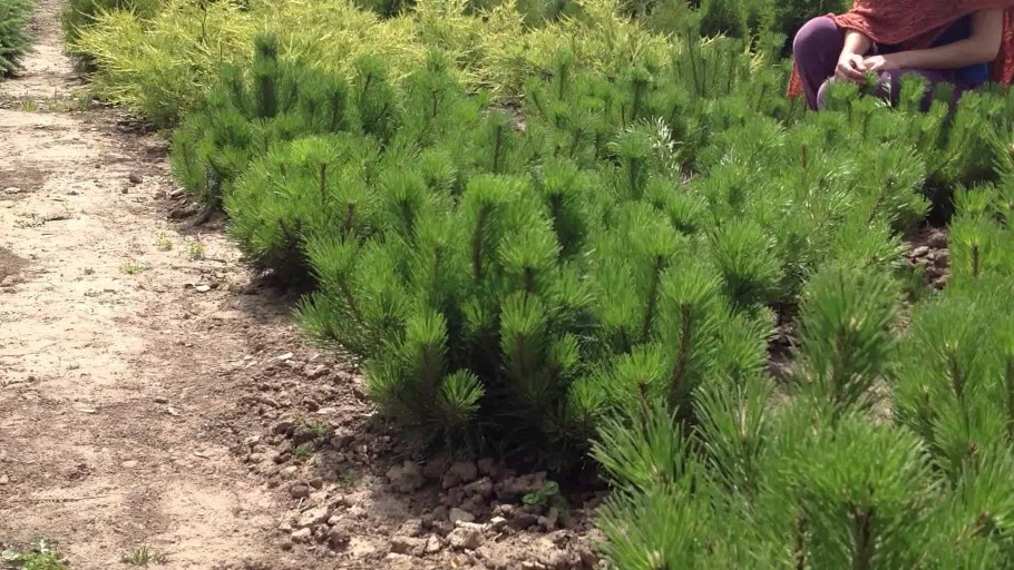 Scots Pine s RT