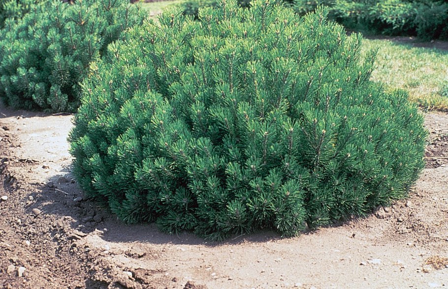 Ареал сосны обыкновенной (Pinus Sylvestris)