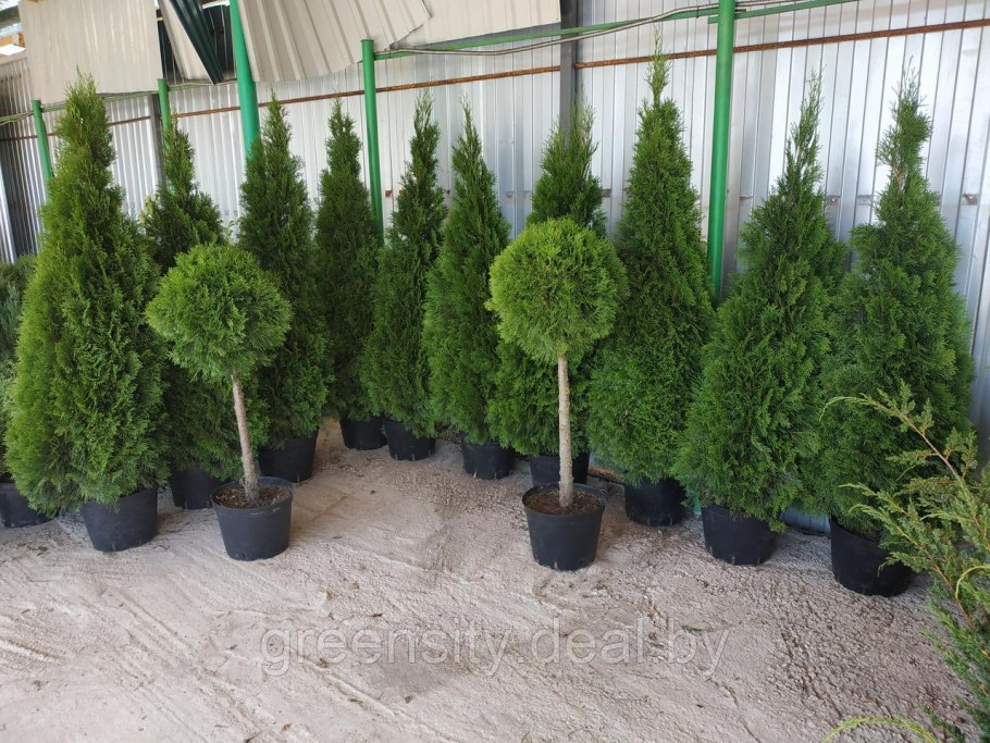 Туя пихта ель лиственница